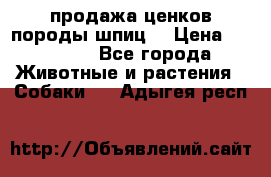 продажа ценков породы шпиц  › Цена ­ 35 000 - Все города Животные и растения » Собаки   . Адыгея респ.